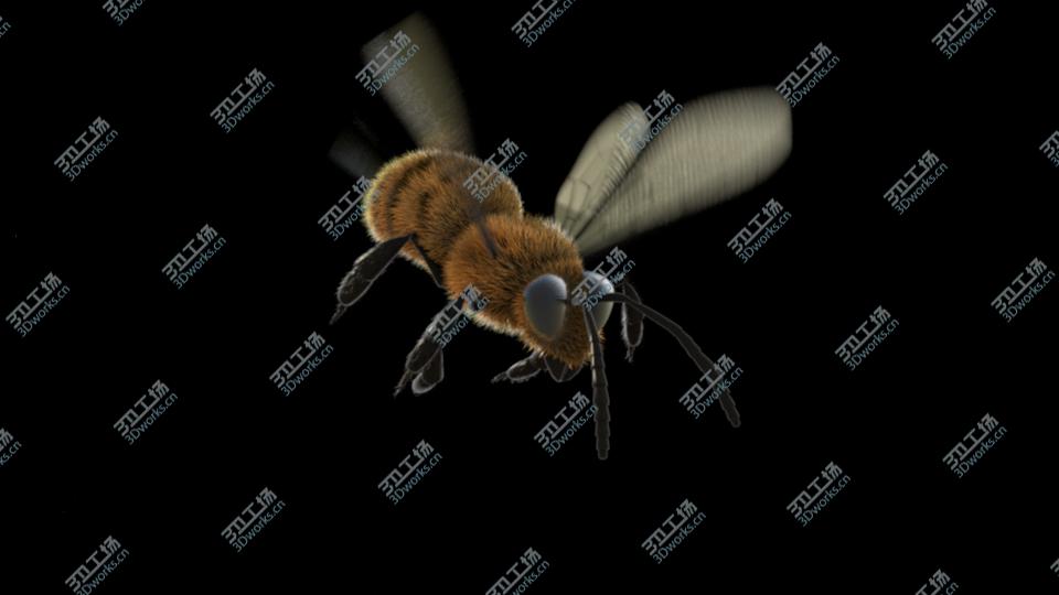 images/goods_img/20210313/Animated Bee for Cinema 4D/3.jpg